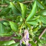 Grewia occidentalis Leaf