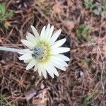 Leucanthemopsis pallida Flower