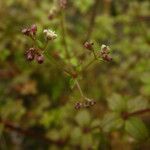 Galium scabrum Habit