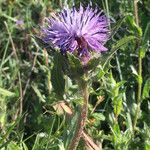 Carthamus caeruleus 花