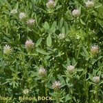 Trifolium squamosum Habitus