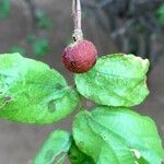 Grewia hexamita Fruit