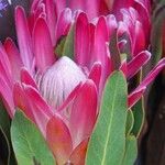 Protea neriifolia Flor