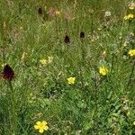 Gymnadenia nigra Other