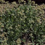 Phacelia leptosepala Hábito
