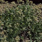 Phacelia leptosepala Habit