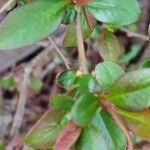 Chaenomeles japonica Yaprak