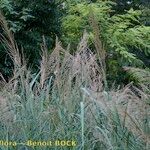 Arundo plinii आदत