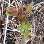 Toona sinensis Leaf