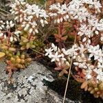 Sedum album Flors