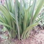 Hippeastrum puniceum Frunză