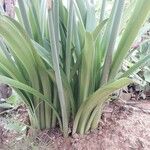 Hippeastrum puniceum Blad