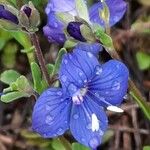 Veronica fruticans Fiore