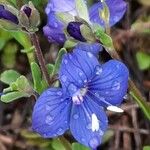 Veronica fruticans Fleur