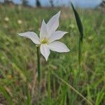 Gladiolus candidusFlower