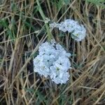 Heliotropium europaeum Flower