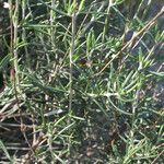 Teucrium creticum Hoja