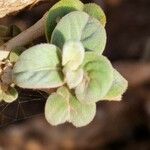 Sericocomopsis hildebrandtii Leaf