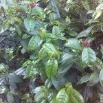 Strophanthus gratus Hoja