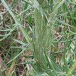 Cynara humilis Bark