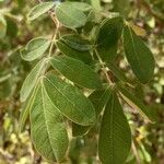 Commiphora mollis Folha