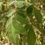 Commiphora mollis Feuille