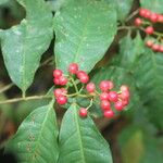 Ardisia guianensis Fruto