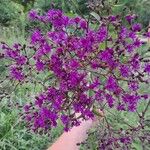 Vernonia noveboracensis Flower