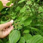 Cornus sanguineaপাতা