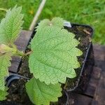 Boehmeria platanifolia Leaf