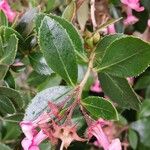 Escallonia rubra পাতা