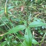 Silene stellata Leaf