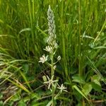 Ornithogalum pyrenaicumKvět