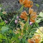 Lilium henryi Hábito