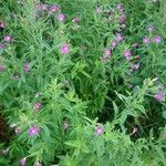 Epilobium hirsutumFlor