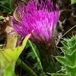 Cirsium acaule Blüte