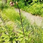 Lilium martagonBlüte