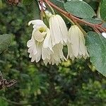 Crinodendron patagua Kvet