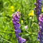 Vicia incana Квітка