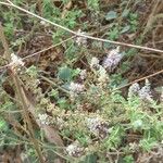 Mentha longifolia ᱵᱟᱦᱟ