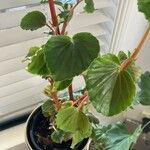 Begonia minor Leaf