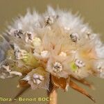 Armeria canescens Φρούτο