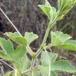 Passiflora foetida Leaf