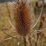 Dipsacus fullonumFlower