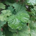 Pelargonium odoratissimum Leaf