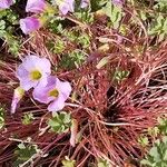 Oxalis enneaphylla Blomst