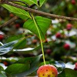 Cornus kousa Fruct