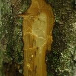 Oxandra asbeckii Otro