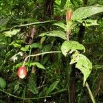 Chrysochlamys skutchii Fruit
