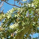 Albizia lebbeck Blad